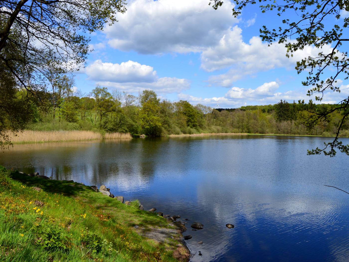 Dreifelder Weiher in der Westerwälder Seenplatte im Frühling