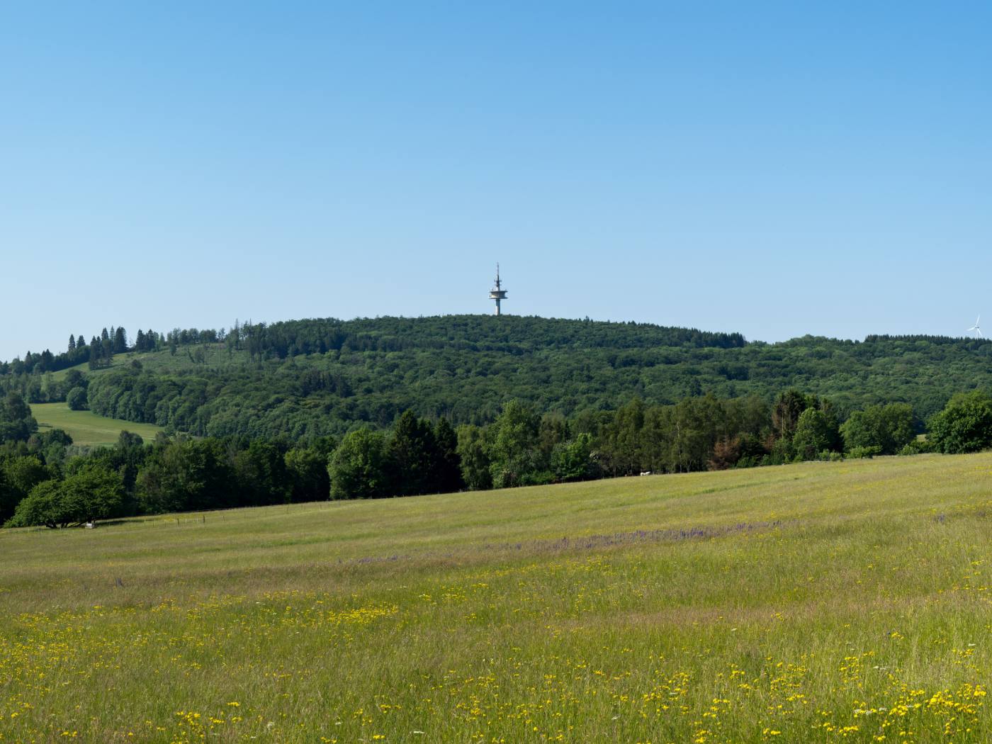 Blühende Sommerwiese am Höllberg im Westerwald